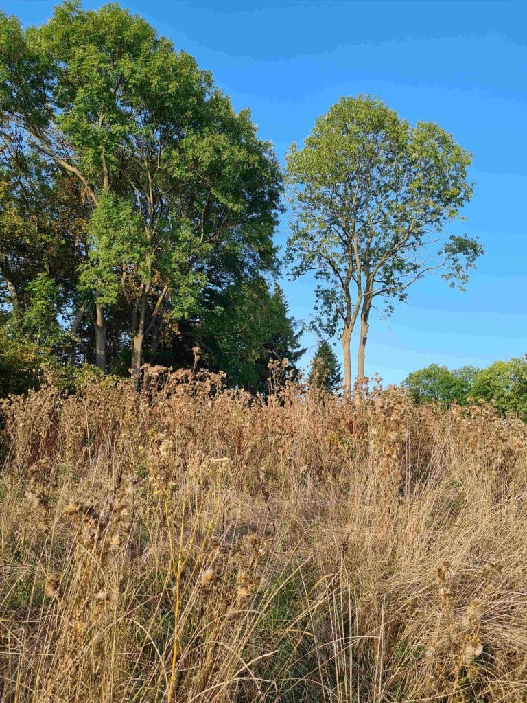 09127 Chemnitz Reichenhain Richterweg Klein