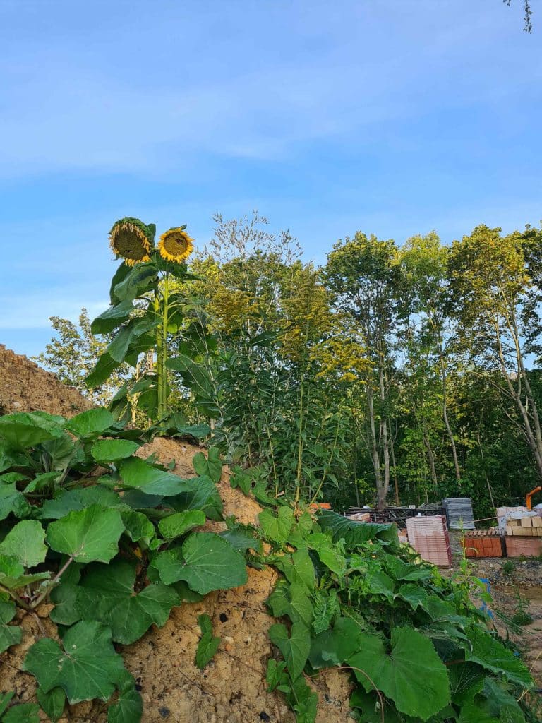09577 Braunsdorf Harrasallee
